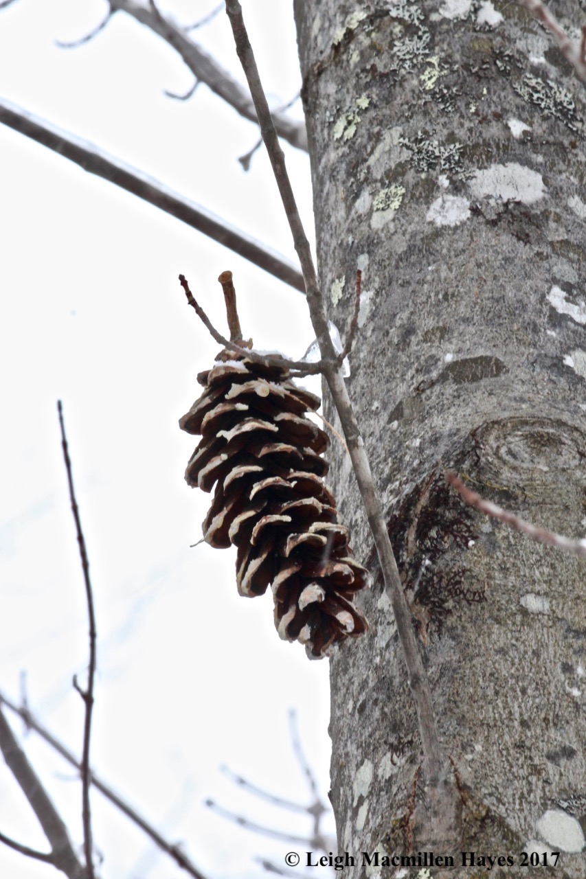 s-pinecone on maple