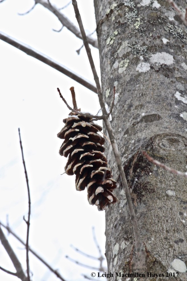 s-pinecone on maple