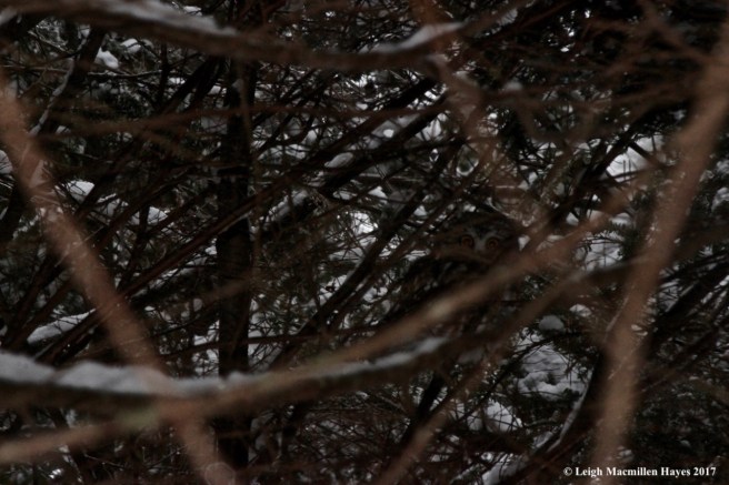 s-saw-whet owl 1