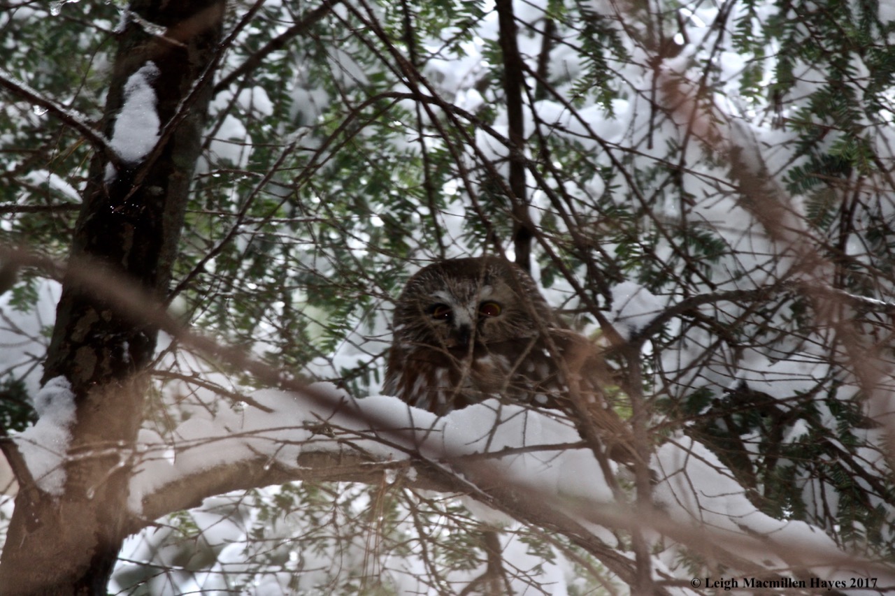 s-screech owl 2