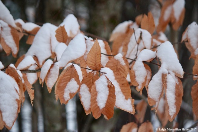 s-snow on beech