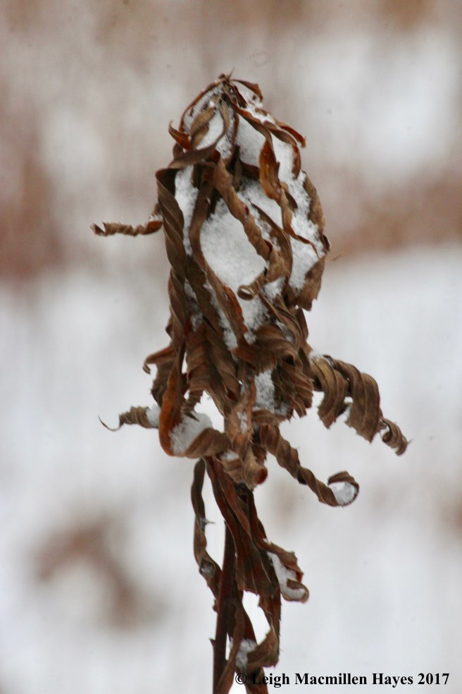 s-snow tucked within