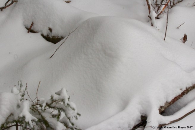 s-squirrel cache snow