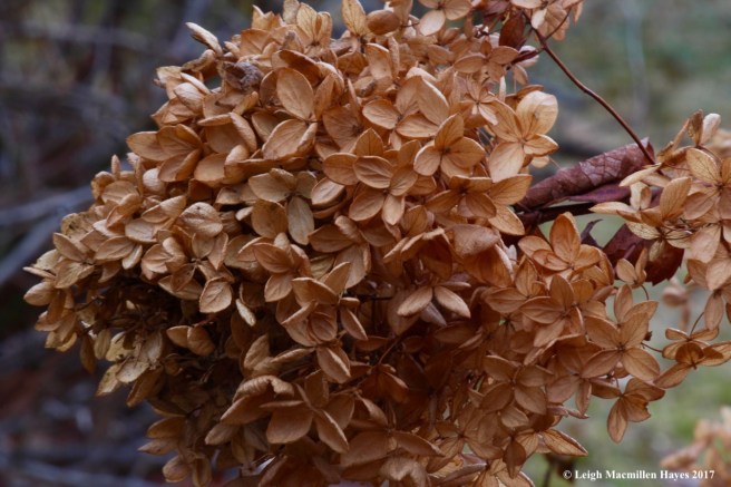 w1--hydrangea