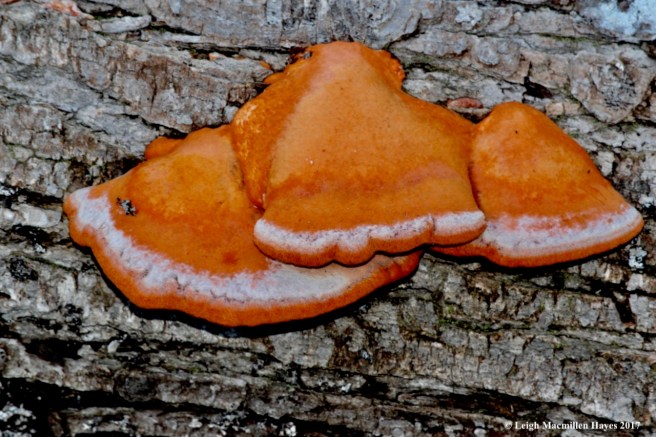 w6-cinnabar polypore