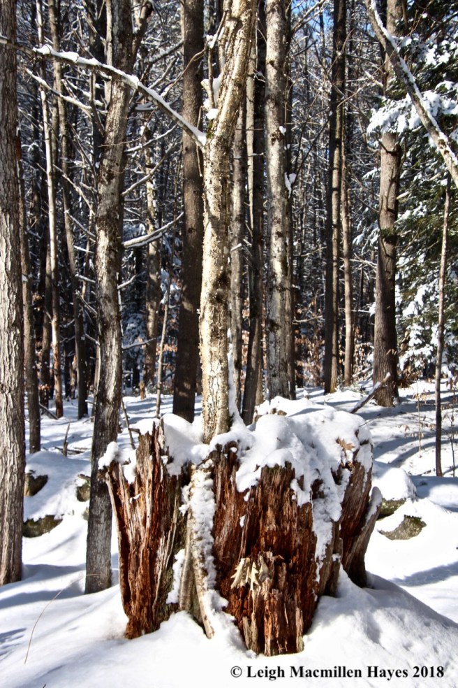 a14-yellow birch sculpture