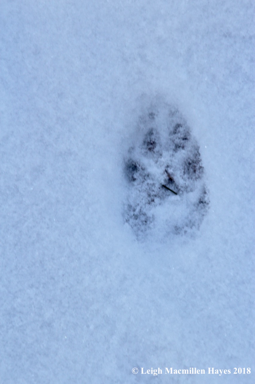 a3-red fox with chevron