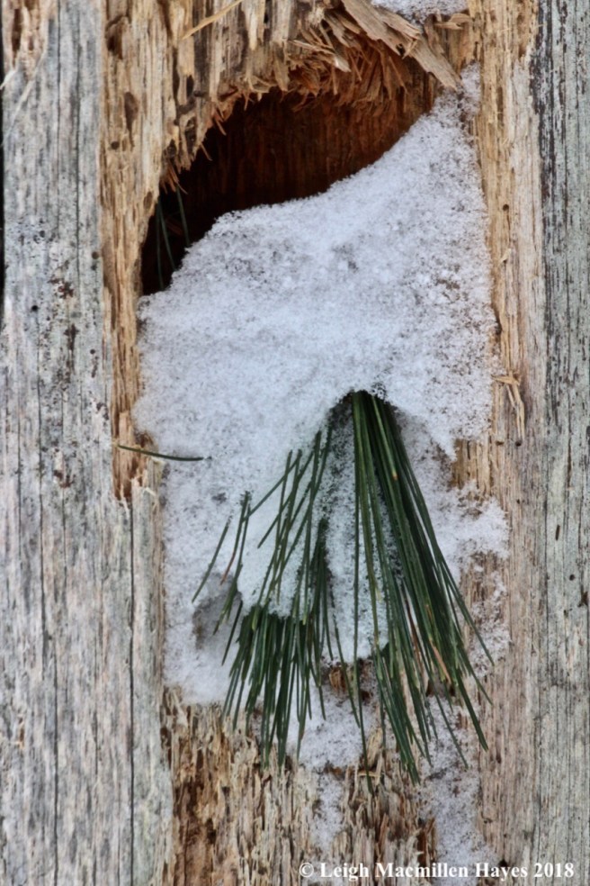 b-pine needles in pileated woodpecker hole