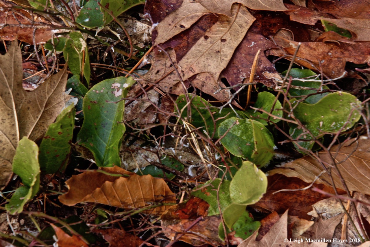 b16-trailing arbutus