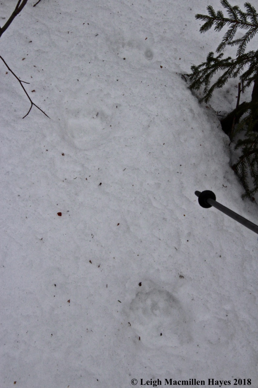 b24-bear tracks