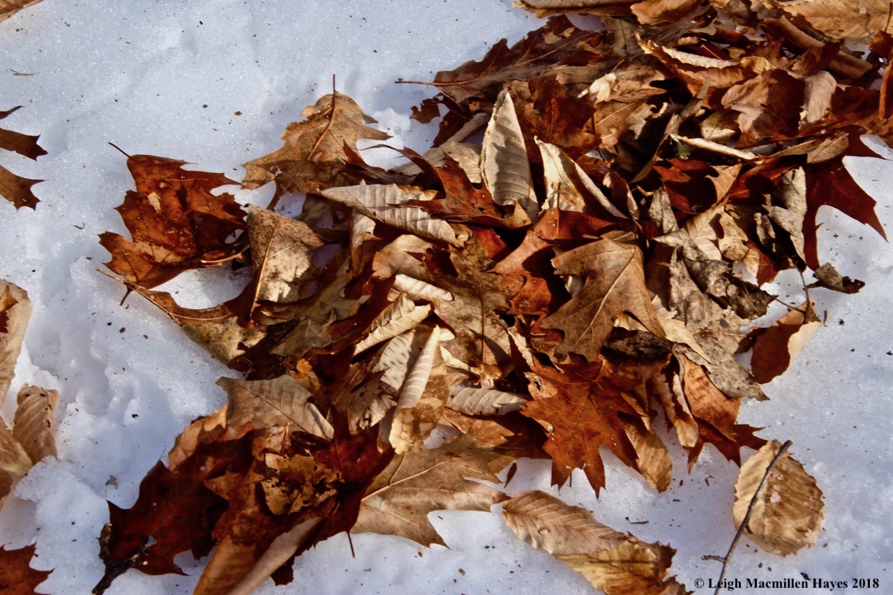 b3-oak and beech leaves