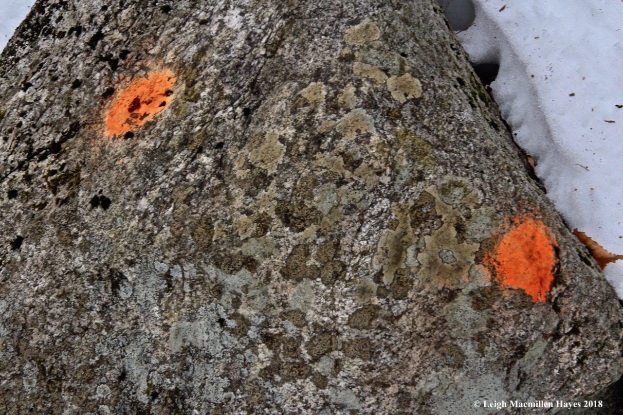 b33-orange lichen