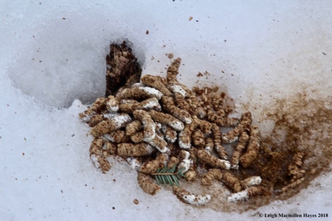 b37-ruffed grouse scat