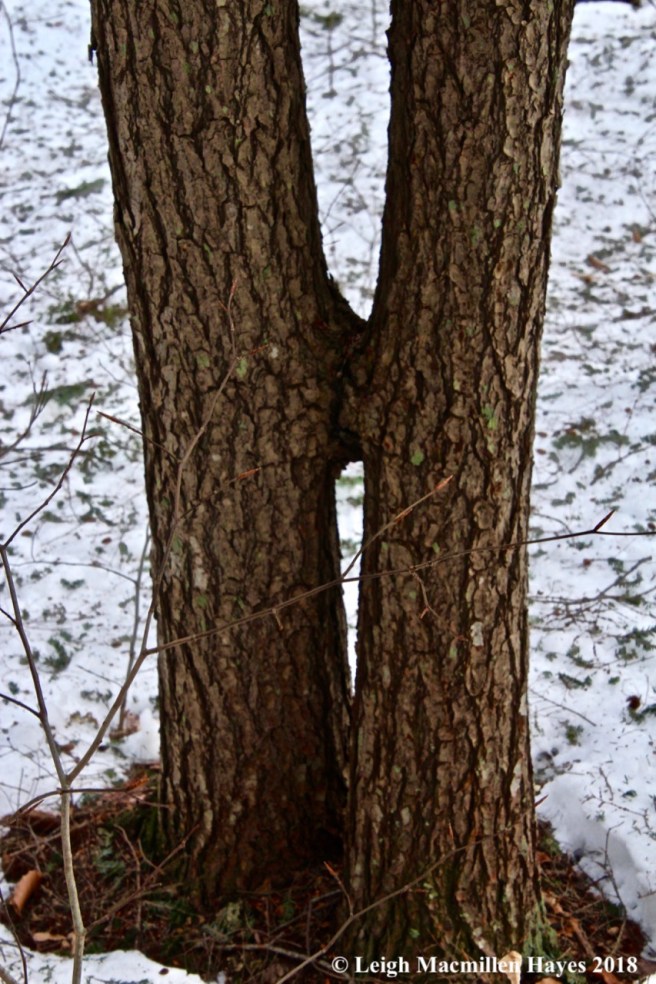 b39-H is for Hemlock