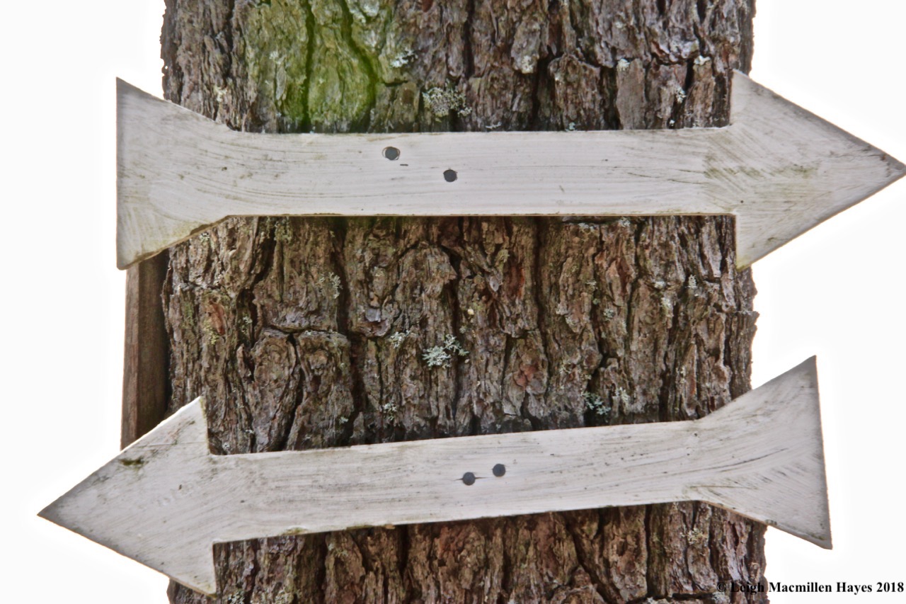 b41-which way should we go?