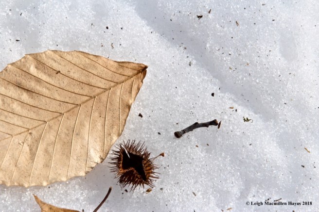 b6-beech leaf and husk