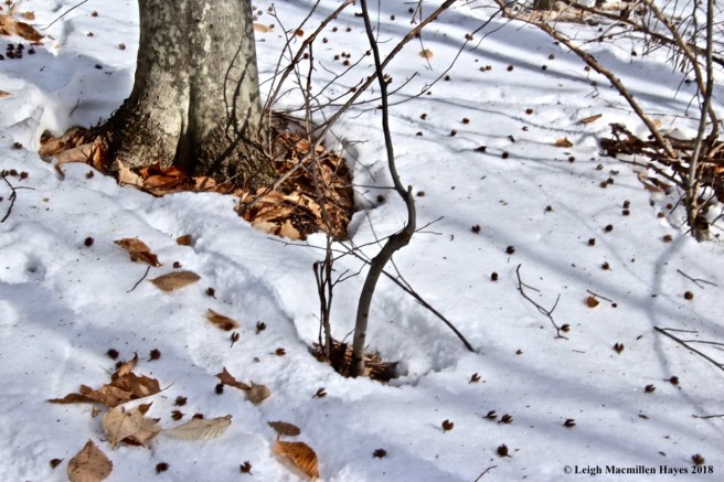 b6a-beech husks litter