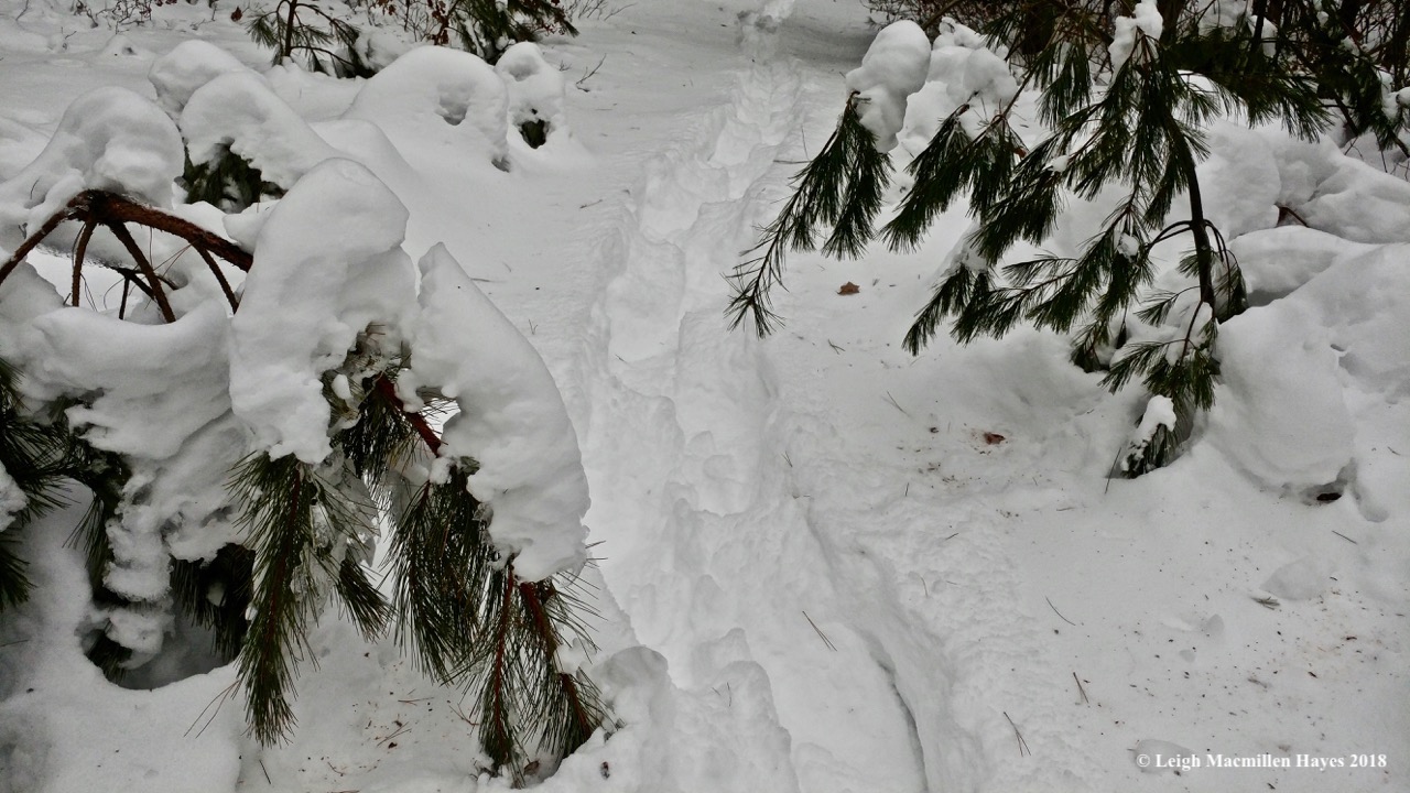 d-gateway between red and white pines