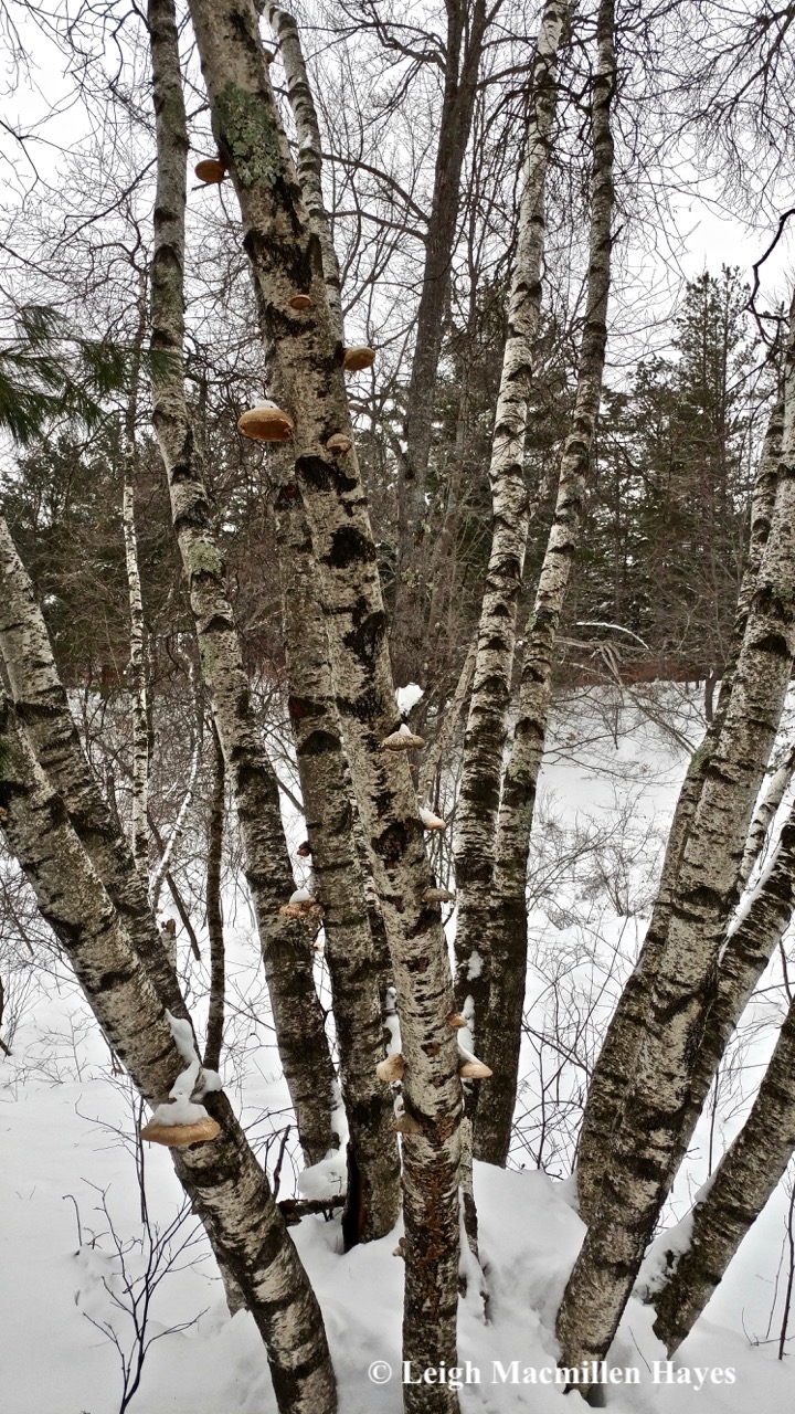 d-gray birch