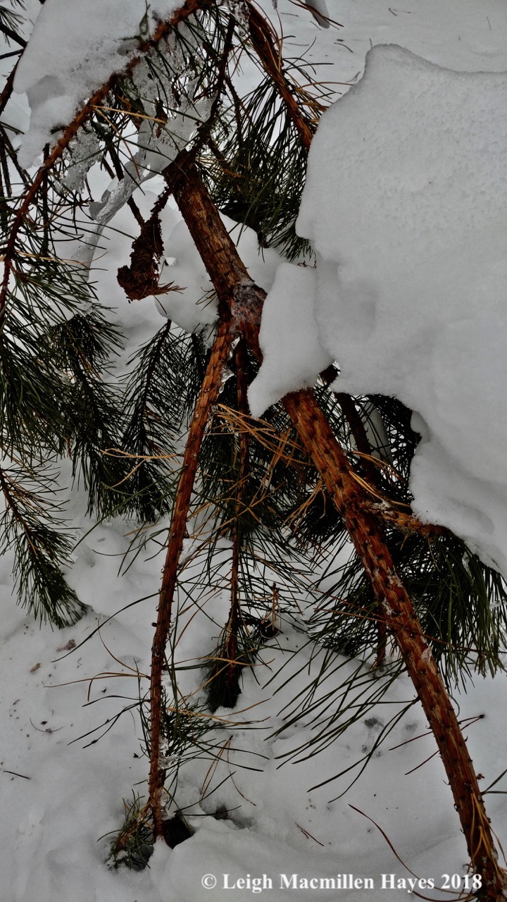 d-red pine laden with snow