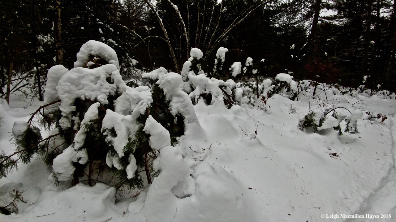 d-white pines laden with snow