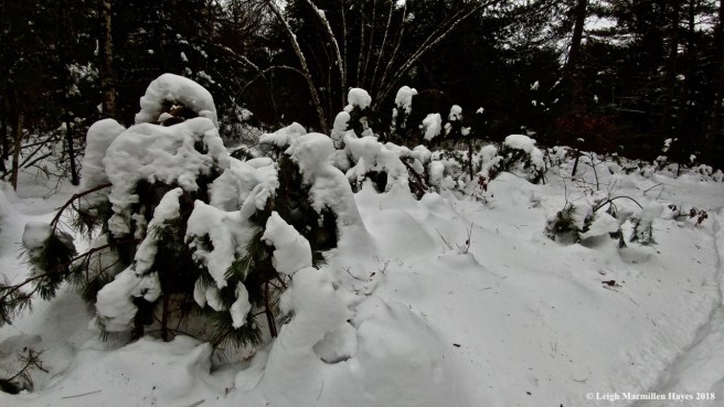 d-white pines laden with snow