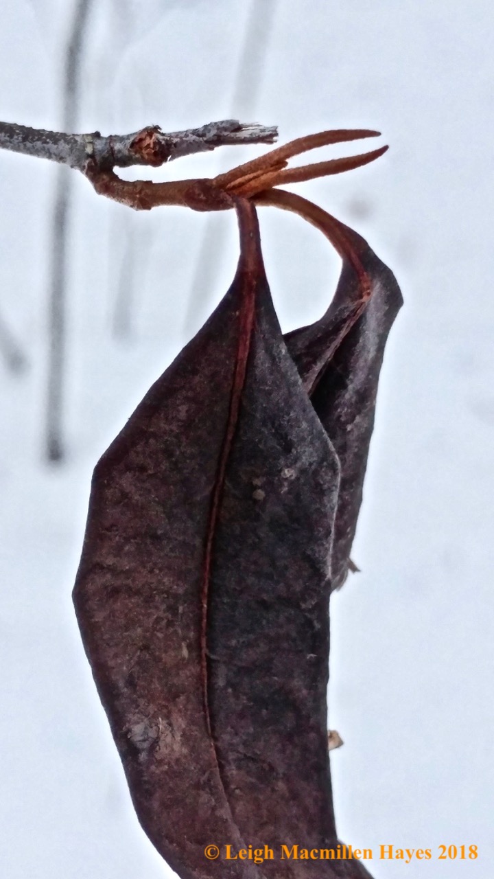 d-witherod bud and leaves