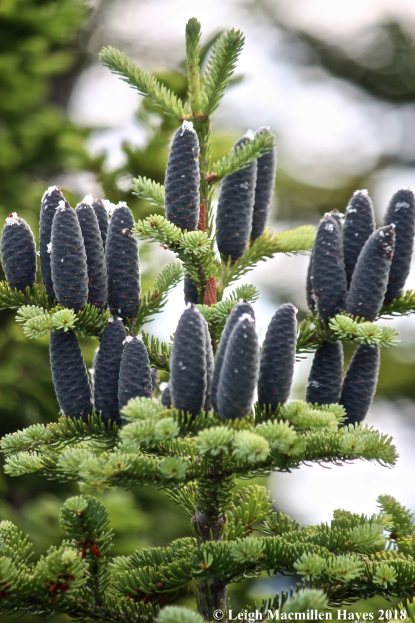 e-balsam fir cones