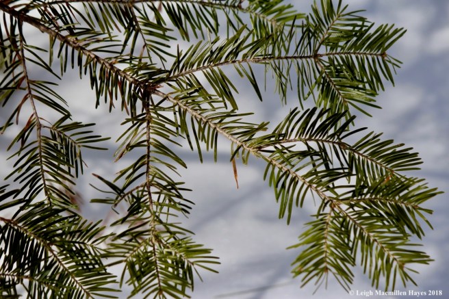 e-balsam fir needles