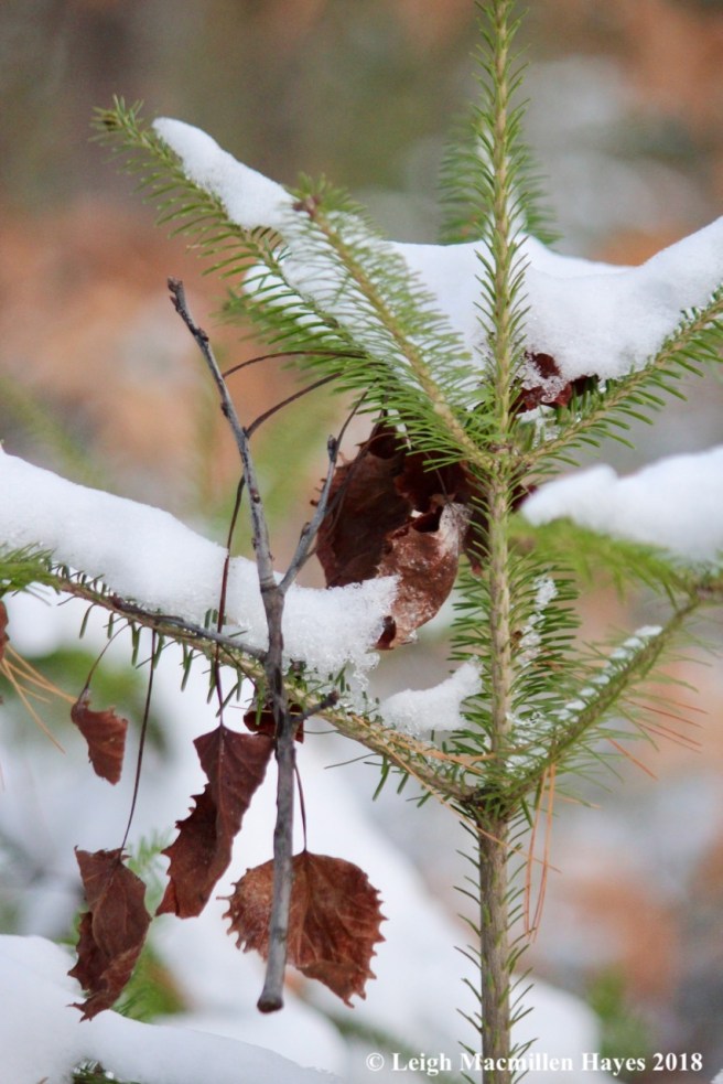e-balsam fir standing upright
