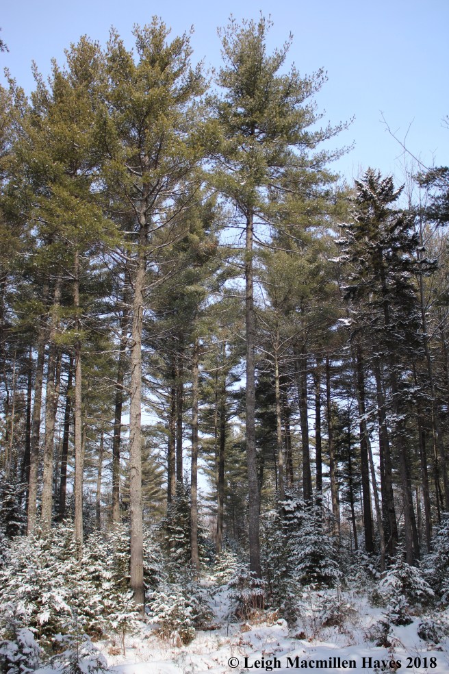 e-eastern white pine magestic.jpg