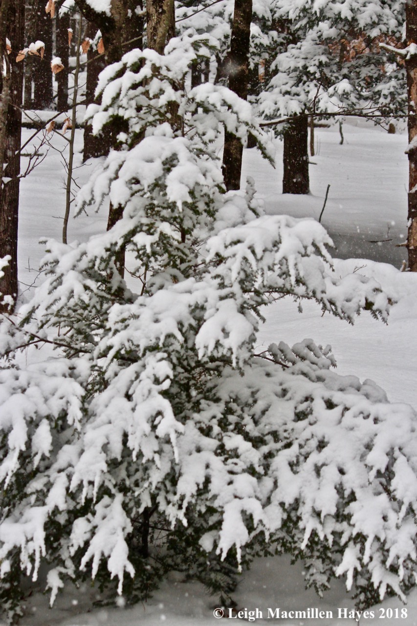e-hemlock gathering snow