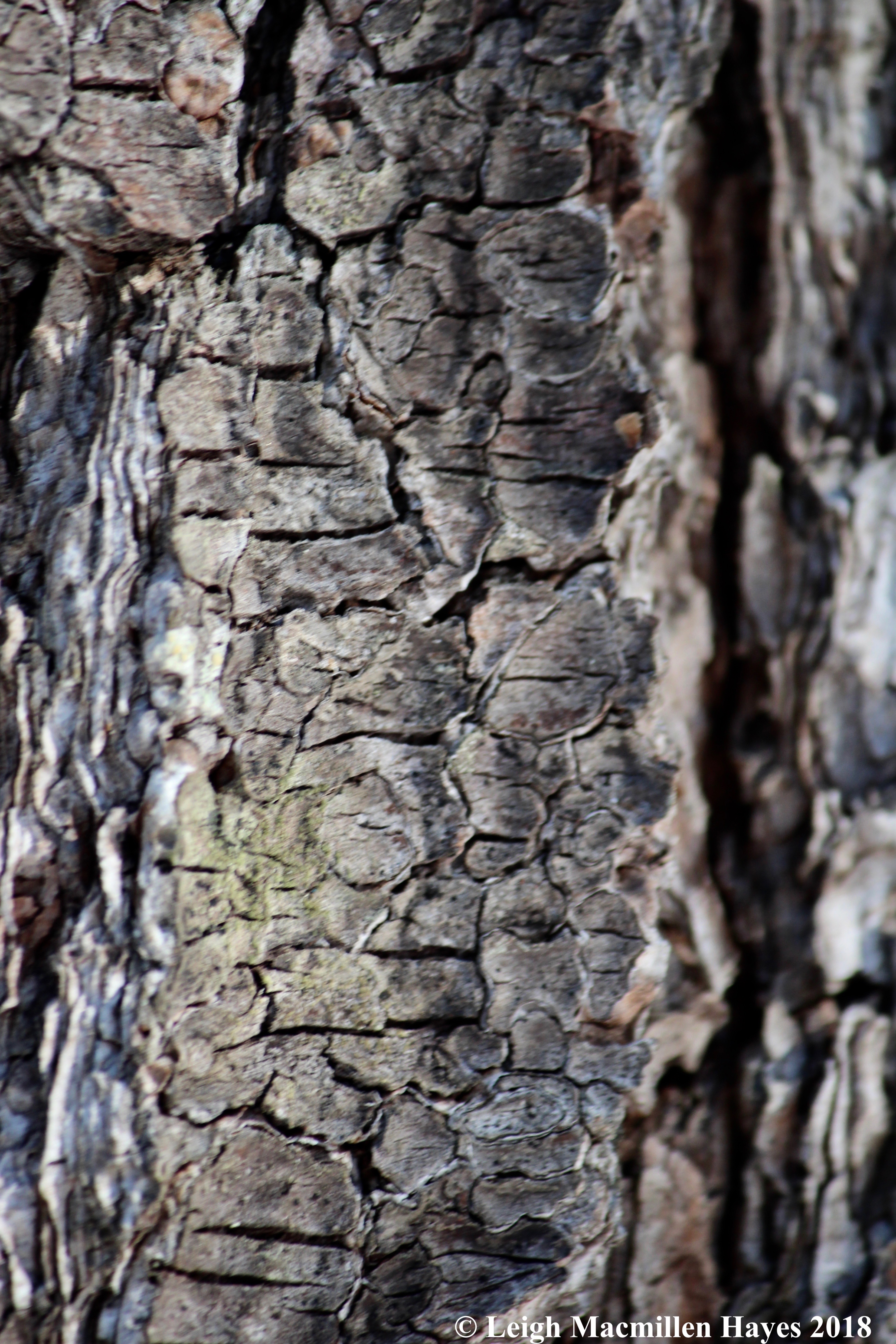 e-lines in white pine bark