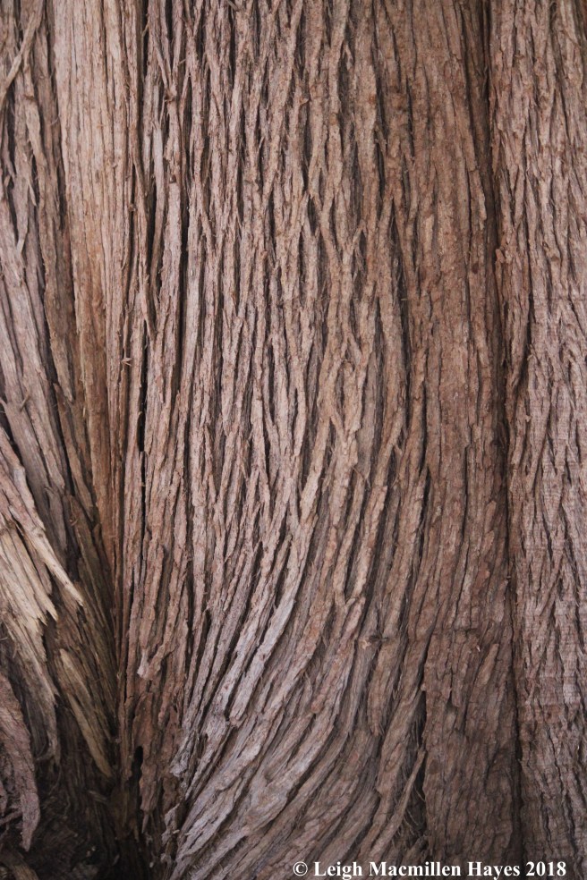 e-Northern white cedar bark 2