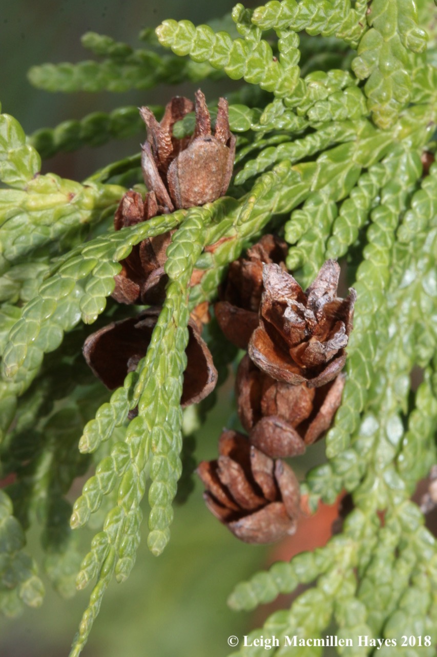 e-Northern white cedar leaves and cones