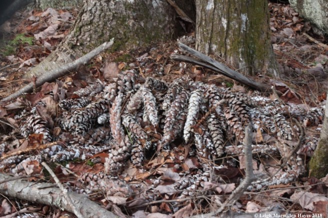 e-pine cone midden