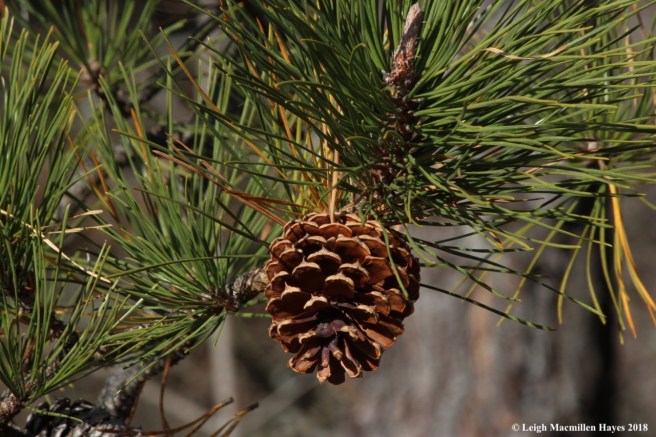 e-pitch pine cone 1