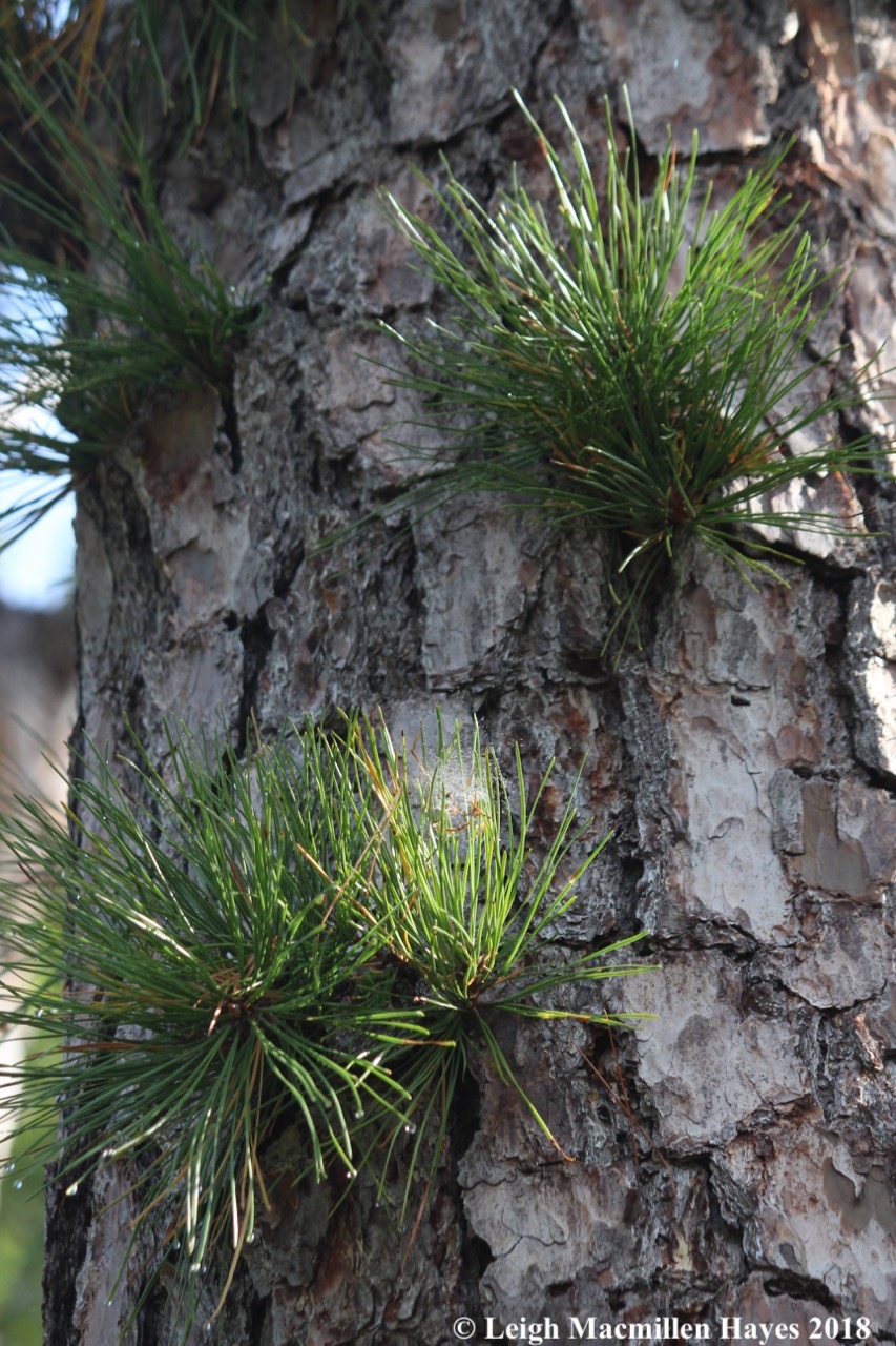 e-pitch pine needles on trunk