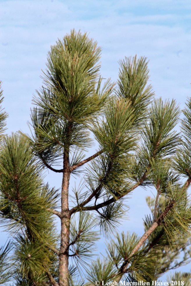 e-red pine needles, chimney sweep