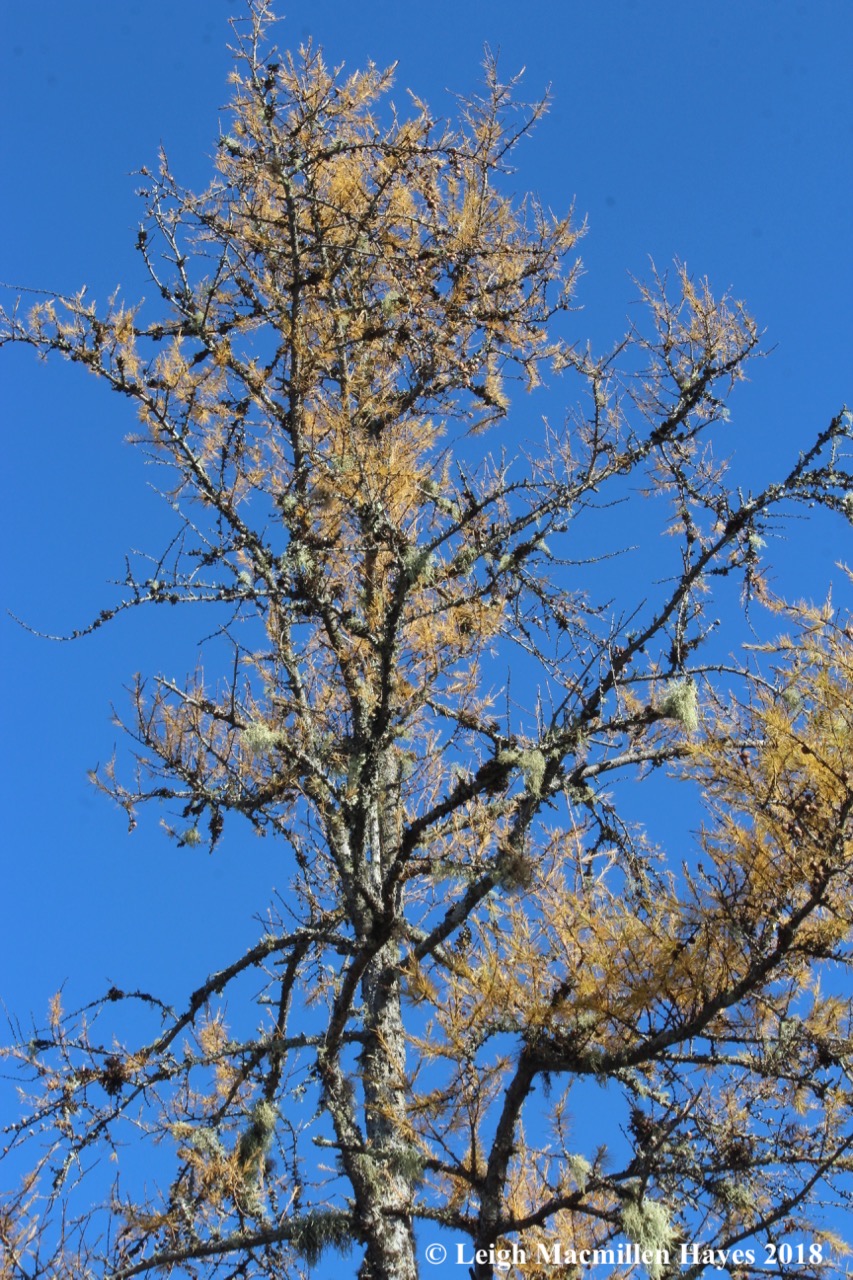 e-tamarack in fall