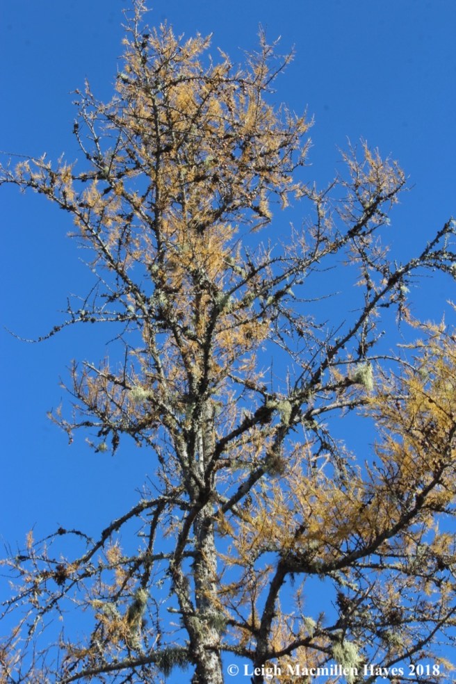 e-tamarack in fall