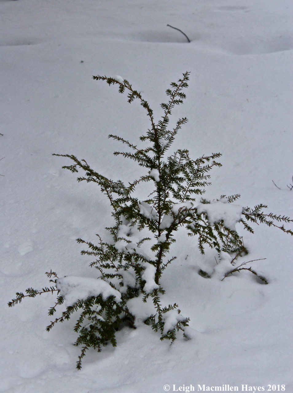 e1-drooping hemlock