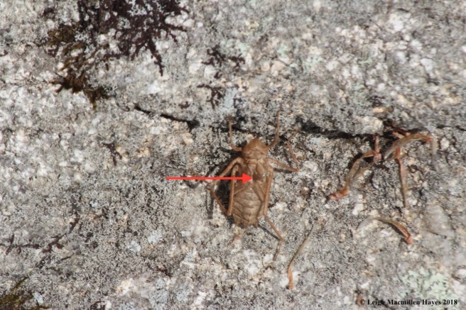 f-dragonfly exuvia 2