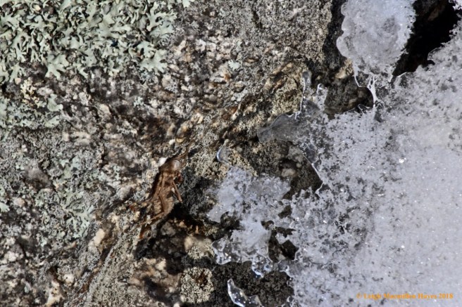 f-dragonfly exuvia, lichen and ice:snow on otter rock