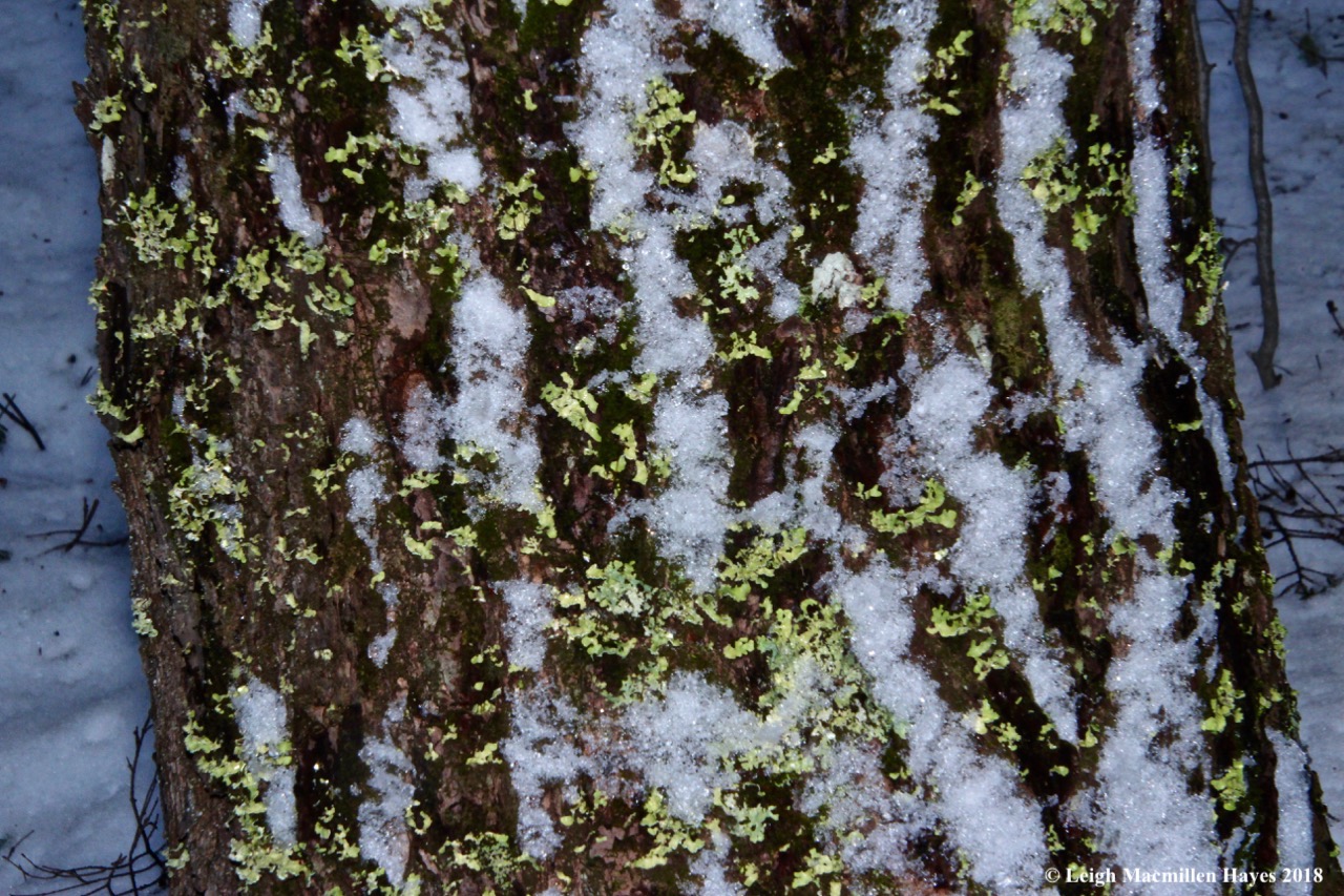 h21-snow and ribbon lichen