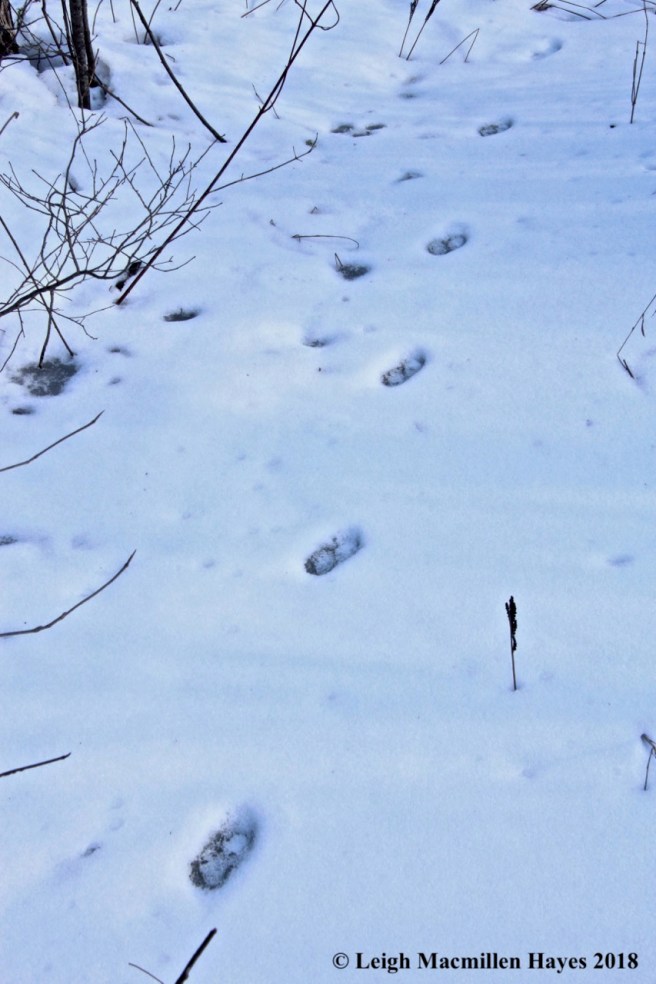 h28-frozen mink tracks