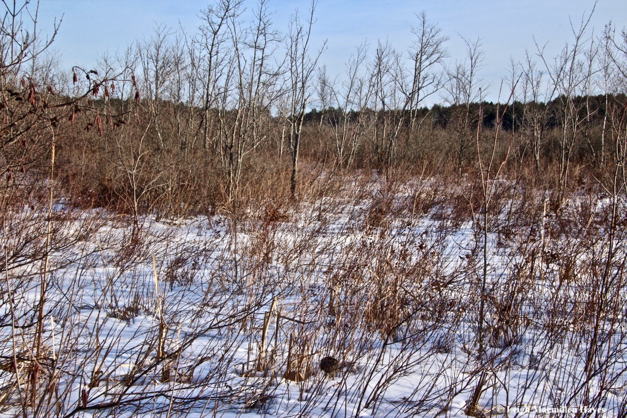 h29-northern end of Holt Pond