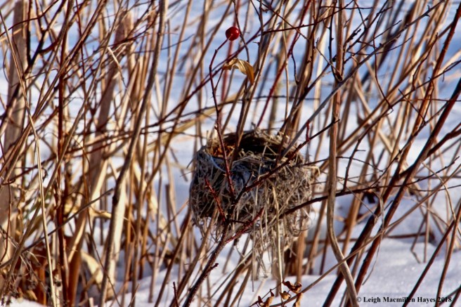 h31-yellow warbler nest