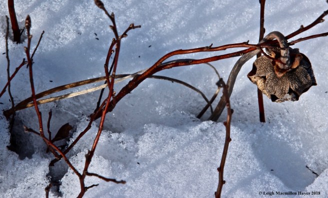 h5-pitcher plant flower pod