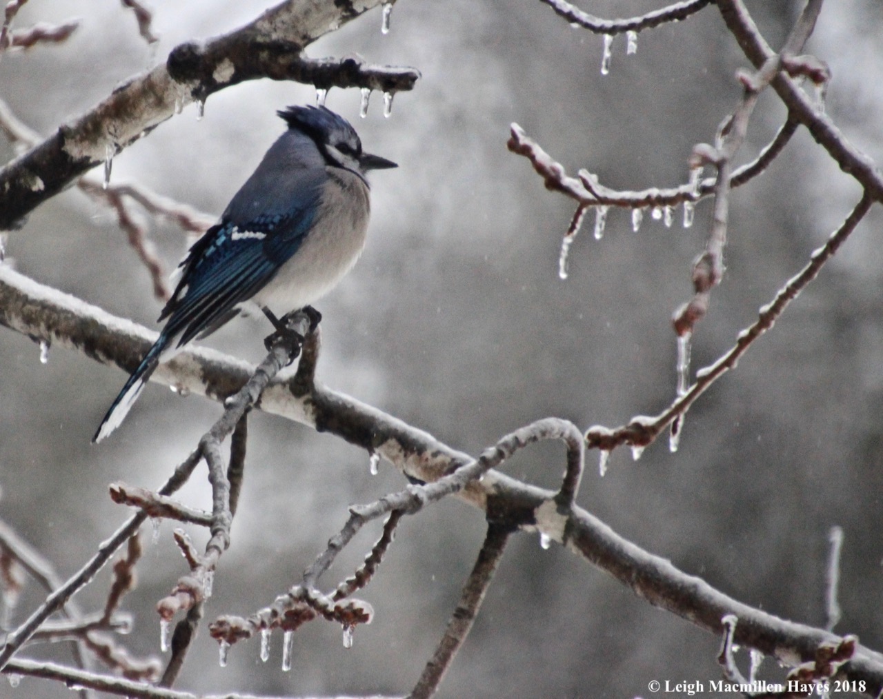 i-bluejays and icicles